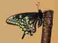 Papilio hybrid male (black verso, p. machaon machaon m x [[p. machaon machaon m x p. polyxenes asterius f] f] m x p. machaon hippocrates f) (Internet Image property of respective owner, non-commercial use only)